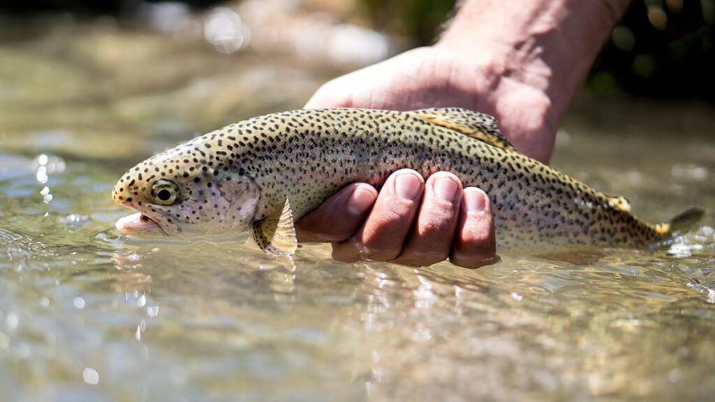 Pesca, Pesca con Mosca, Trucha, Río, Los Andes